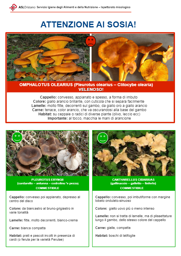 Intossicazioni Da Funghi Le Raccomandazioni Dellispettorato