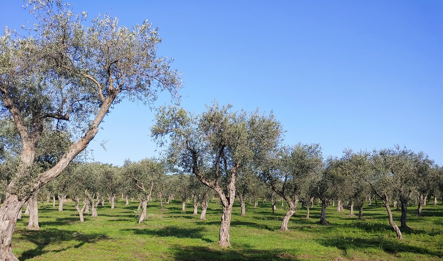 Camminata Tra Gli Olivi La Sardegna Protagonista Della Settima