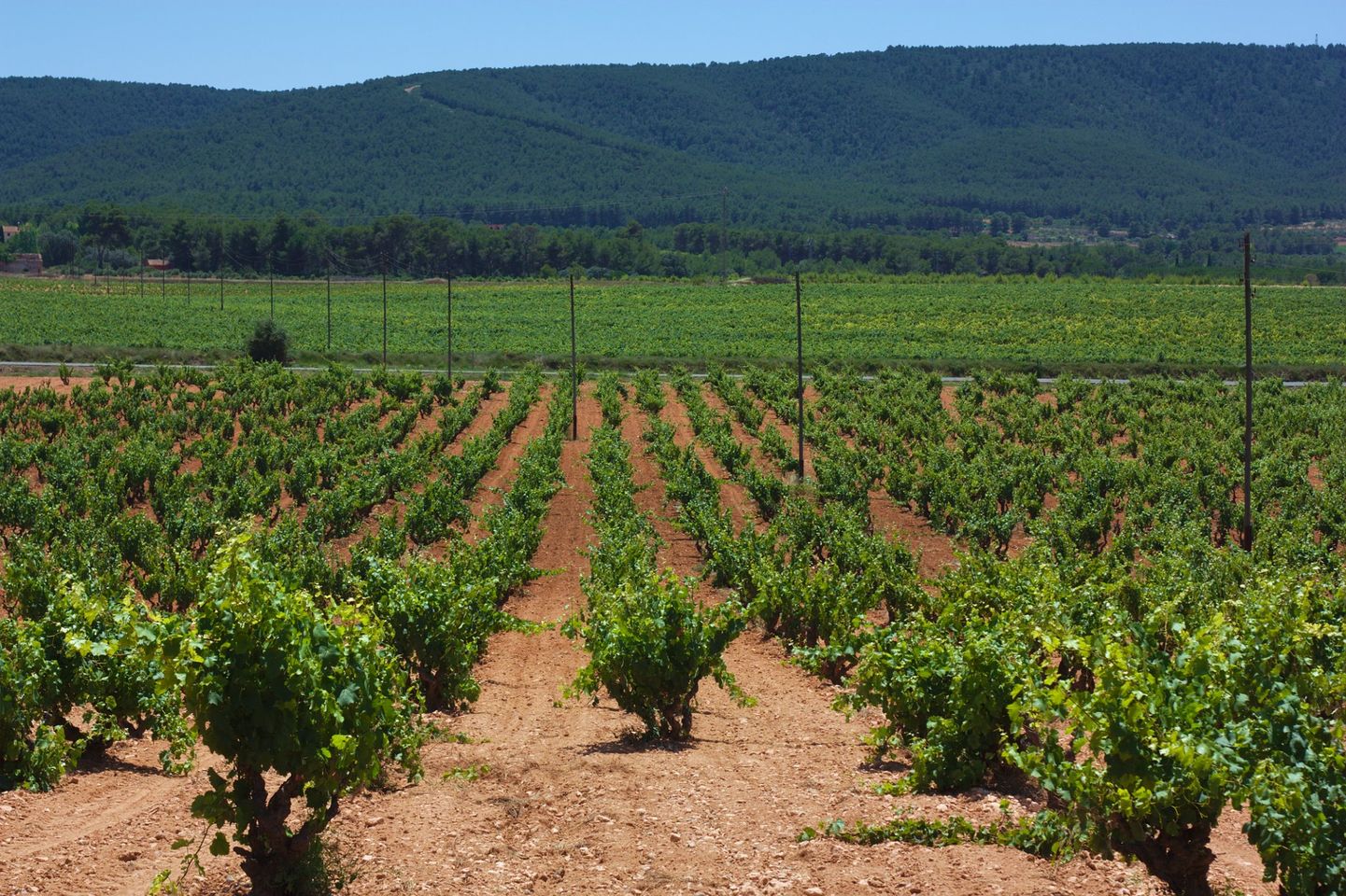 Salvaguardia Dei Vigneti Storici Ed Eroici Lassessore Satta