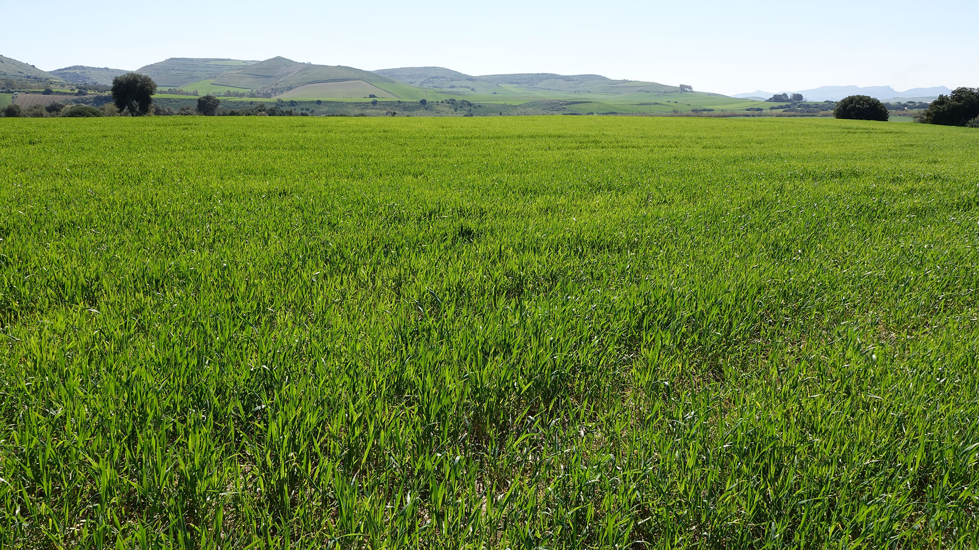 Cagliari. Sbloccati i pagamenti per le aziende agricole