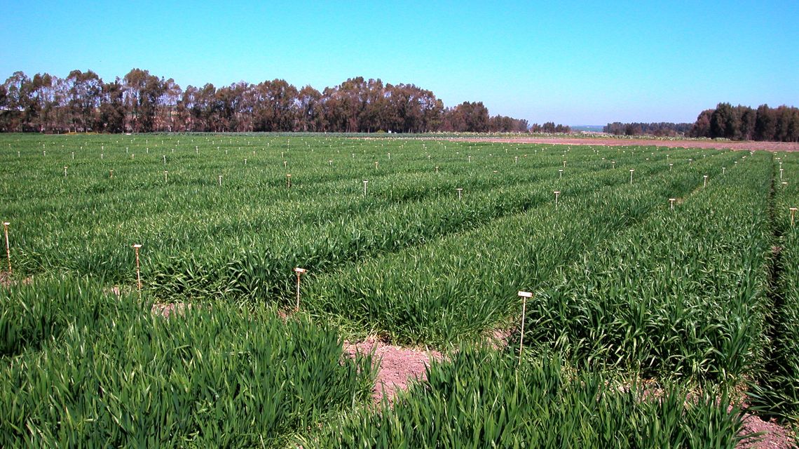 Agricoltura. Pagamenti Pac, sbloccata eleggibilità per quasi 500 mila ettari