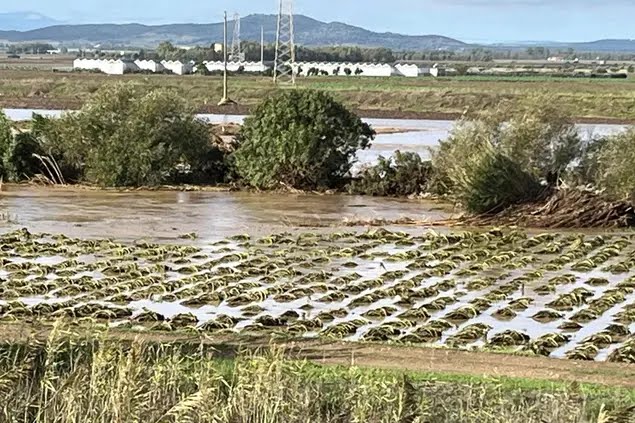 Coldiretti Sardegna: maltempo, monitoraggio in corso per i campi dell’oristanese e Sud Sardegna