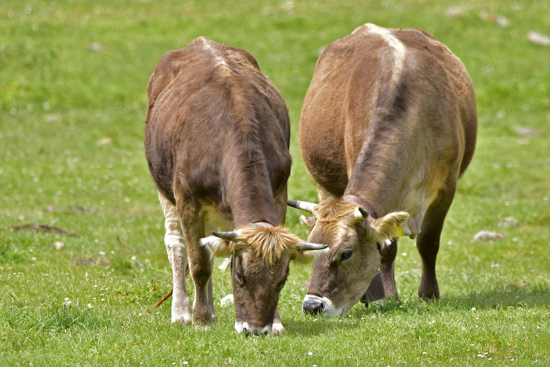 La bovina sardo bruna verso un consorzio di tutela IGP