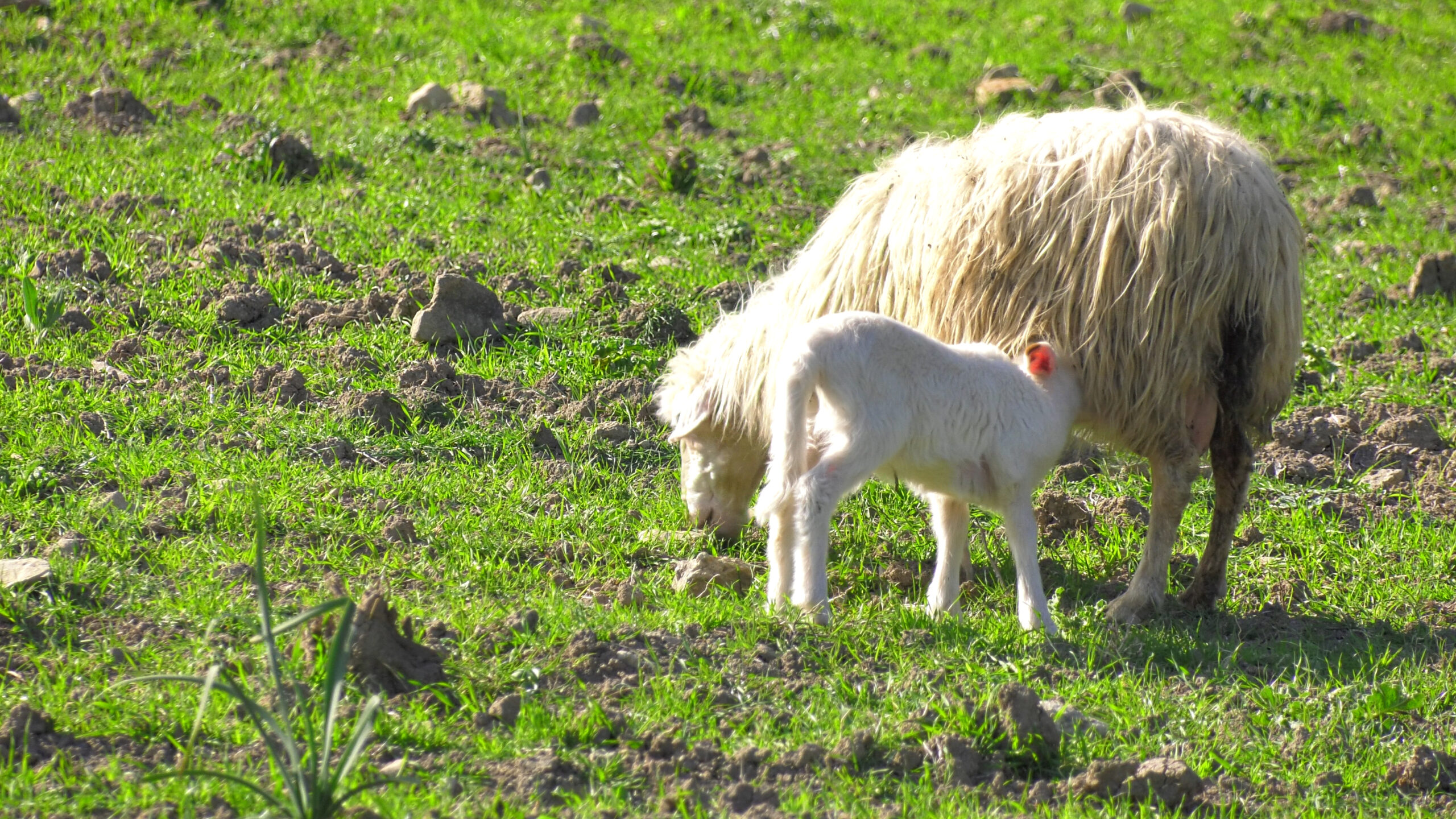 L’allevamento ovino riparte da Tramatza con l’obiettivo di migliorare la resa in carne e di latte