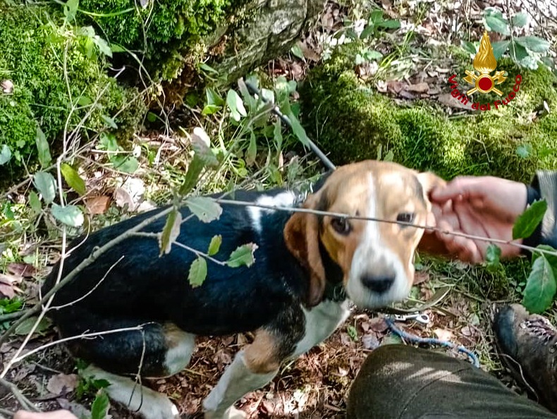 Nebida. Salvato un Beagle caduto in una cavità ipogea